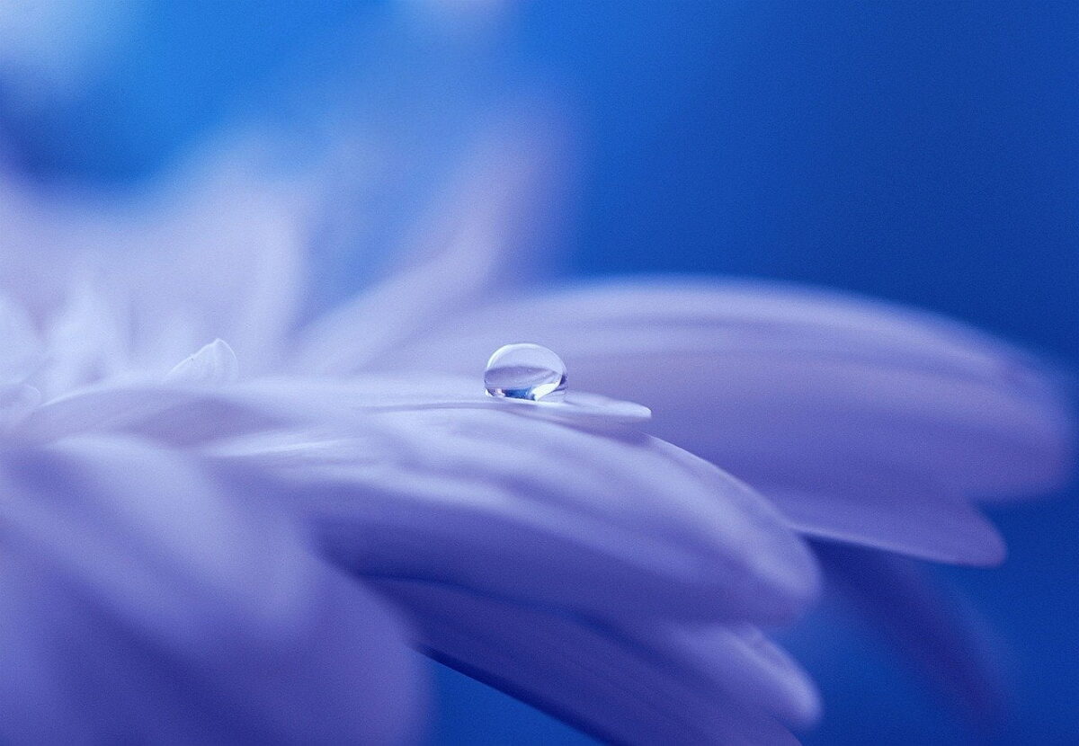 drop of water on petal